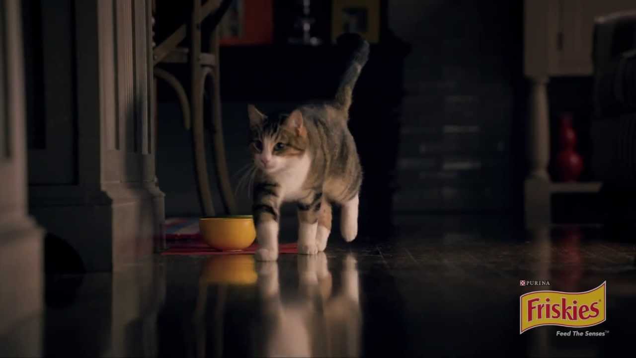 Friskies Night Lights Cat Food | เนื้อหาล่าสุดเกี่ยวกับอาหาร แมว ฟ ริ ส กี้