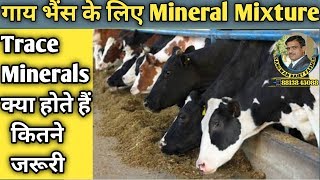 गाय भैंस के लिए Mineral Mixture खनिज मिश्रण With Trace Mineral 70/rs से 240/rs