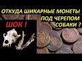 ШОК !ОТКУДА ШИКАРНЫЕ МОНЕТЫ ПОД ЧЕРЕПОМ СОБАКИ ?