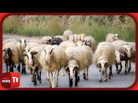 Χαλκιδική: «Σήμα κινδύνου» από τον νομό για την ευλογιά των προβάτων | Pronews TV