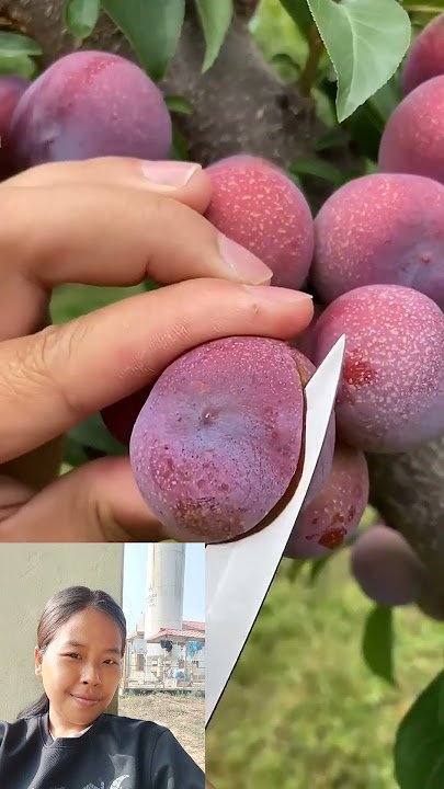 Download lagu yummy fruit #viralfruit #viral2024 #youtubeshorts #funny #yummyfruits