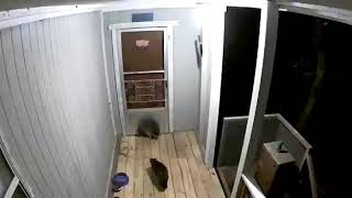 Cat vs Raccoon