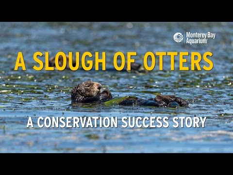 Videó: Elkhorn Slough természettúra, Monterey-öböl