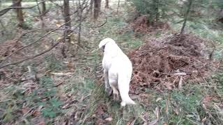 Mis pinos Oregón, (abetos Douglas)