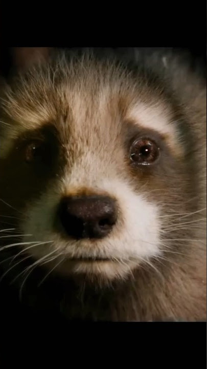 Rocket Racoon | Pluto projector