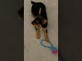 Sleeping Beauty Luna is coming out of her shell ! #petlover #yorkie #petcontent