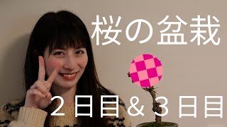 盆栽２、３日目　早くも開花？！（2020年4月12日）