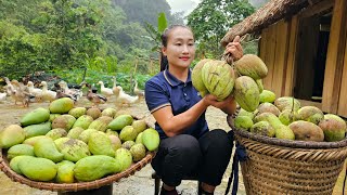 Harvesting sour mangoes goes to the market sell  Sweet and sour mango salad recipe | Ly Thi Tam