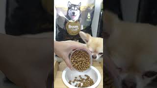 กินอาหารสุนัข Boomglod น้องหมาจะไม่ท้องผูก