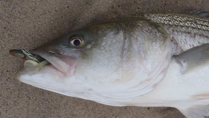 Striped Bass Fishing - TSUNAMI 7 SAND EEL LURE - Full Moon Sunset