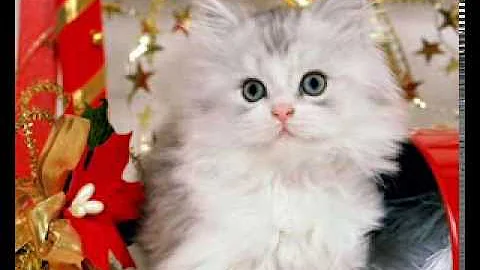 Snowy The Christmas Kitten - Ken Platt   1958