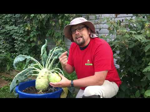 Vídeo: Kohlrabi In The Garden - Quanto tempo esperar pela colheita de couve-rábano