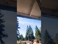 tree's