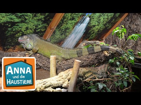 Leguan | Information für Kinder | Anna und die Haustiere