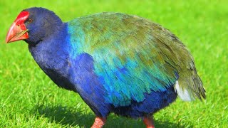 Download Lagu De Dodo en de Takahe MP3