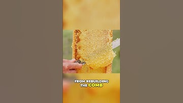 Why the Langstroth Hive is a Beekeeper
