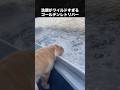 豪快すぎて面白いゴールデンレトリバー #ゴールデンレトリバー #犬 #いぬ