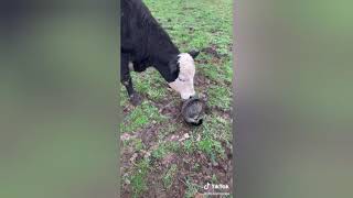 Cats vs cows,birds,goats and chickens by Catagious 4 views 4 years ago 8 minutes, 34 seconds