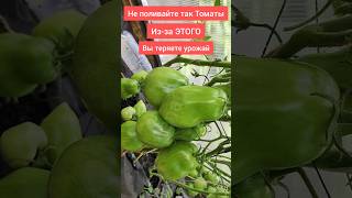 Никогда не поливайте помидоры так! Урожай под угрозой. Вот как можно! #огород #дача #помидоры