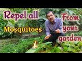 How to Repel Mosquitoes from your Garden !