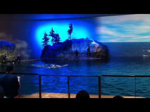 shedd-aquarium-dolphin-show