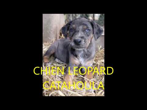 Vidéo: Catahoula Chien Léopard