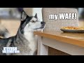 Husky Won't Stop TALKING Until He Gets His Waffles! Demanding Dog!