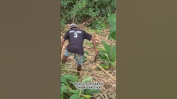 A simple, super sharp smart tool that is effective for cutting bamboo branches easily #shorts