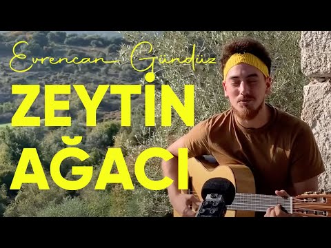 Evrencan Gündüz - Zeytin Ağacı