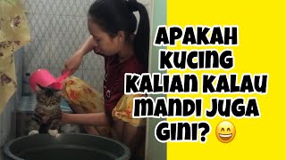 Memandikan kucing nakal suka gigit dan nyakar