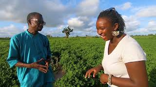 Agrobusiness: tout est bon dans l'arachide