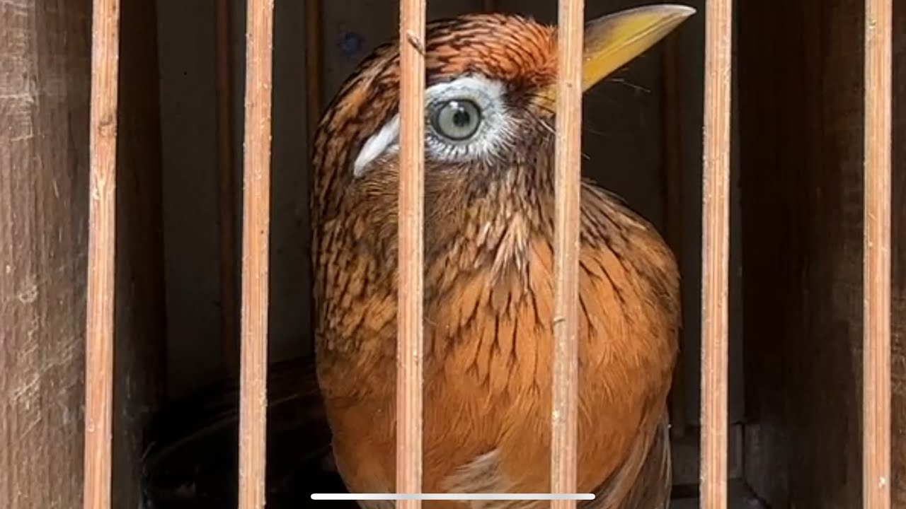 8-12 ối dồi ôi ae săn tìm dòng chim mắt trắng bộ 70g chim đã sổ giọng cám cứng bảo hành tật lỗi