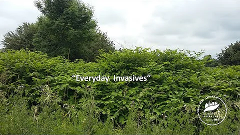 Everyday Invasives