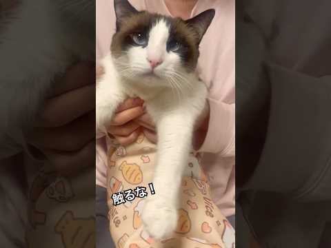 怒ると恐いかも知れない猫、もう怒ってる！#shorts #cat #アテレコ