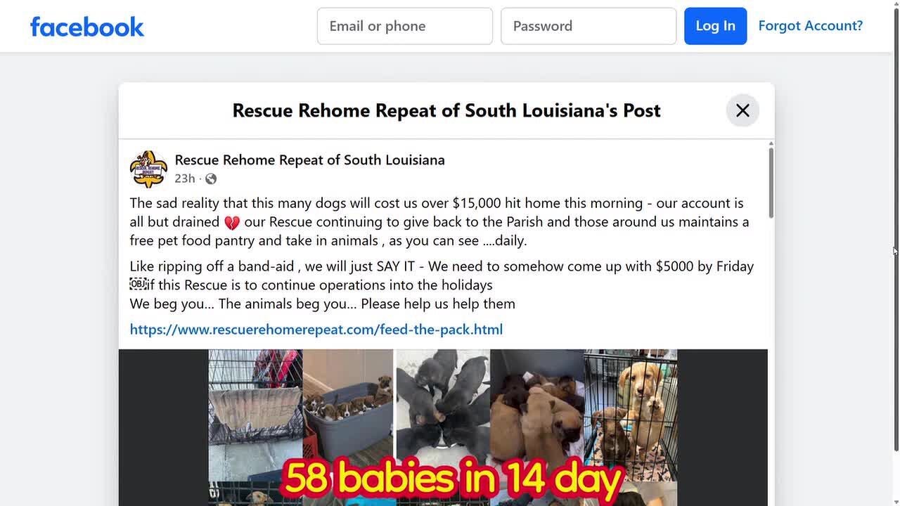 Donation update on Rescue Rehome Repeat's urgent fundraiser amid high puppy volume