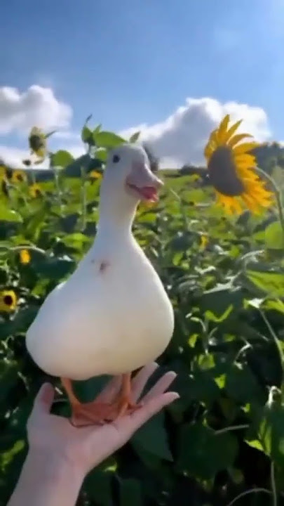 Bebek Tertawa Lucu - Fish ID #duck #laughing #tertawa #fyp #lucu