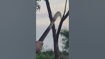 Tôi làm con dao quắm phát rẫy bằng thép trục xe tăng chặt cây như chặt chuối vậy