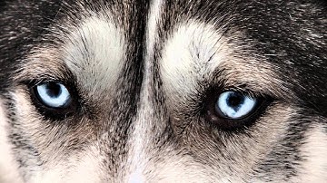 Hague Video Awards -The Journey to The Arctic Circle