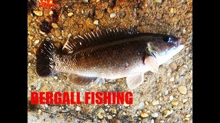 Bergall (cunner) fishing at shark river inlet