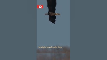 slowmotion Majestic flight of bald eagle