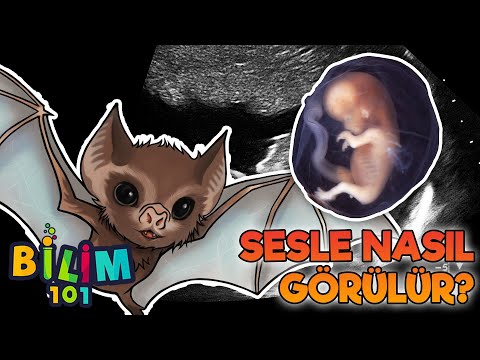 Video: Güneyin vahşilerine karşı Rus Seddi