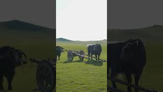 Здесь до сих пор Кочевая Жизнь