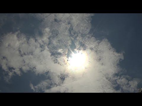 Does the solar eclipse have an effect on bees?