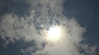 Celebrity Does the solar eclipse have an effect on bees? Profile