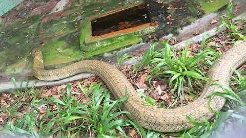 Cận cảnh rắn hổ mang chúa khổng lồ được nuôi nhốt ở trại rắn Đồng Tâm