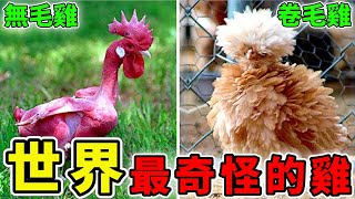 世界上最奇怪的10種雞，身高1.2米，第1名的尾巴能長達12米！#驚奇時刻 #top10 #腦洞大開 #世界奇聞