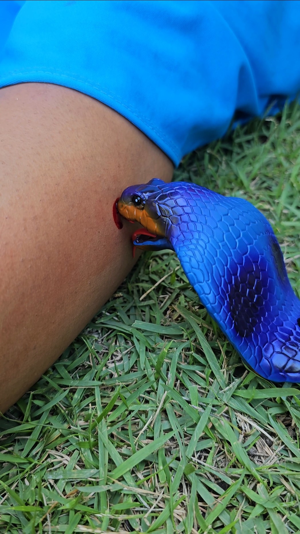 Cobra Naja Azul ??