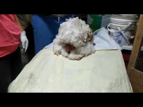 Vídeo: Seguridad De La Solución Oral De Fluralaner, Un Novedoso Tratamiento Antiparasitario Sistémico Para Pollos, En Gallinas Ponedoras Después De La Administración Oral A Través Del Agu