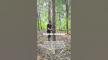 8.2 ha cao su, có 63m măt tiền đường phủ hồng. phú trung phú riềng. #⓿➌➒➐➒.⓿➊➋.➐➑