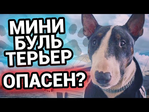 Миниатюрный бультерьер | Так ли опасны бультерьеры